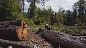  Joppatowne, MD Tree Removal Pros