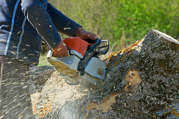 Best Lawn Irrigation Installation and Maintenance  in Joppatowne, MD