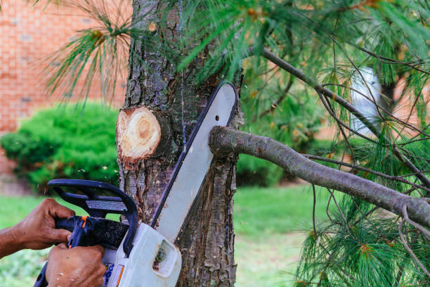 Best Pest Control for Lawns  in Joppatowne, MD